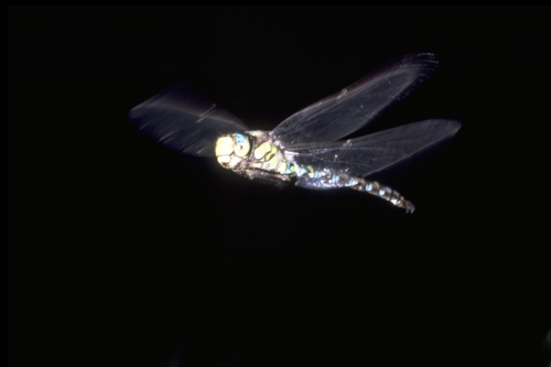 dragonfly_6