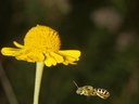 hoverfly