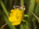 hoverfly